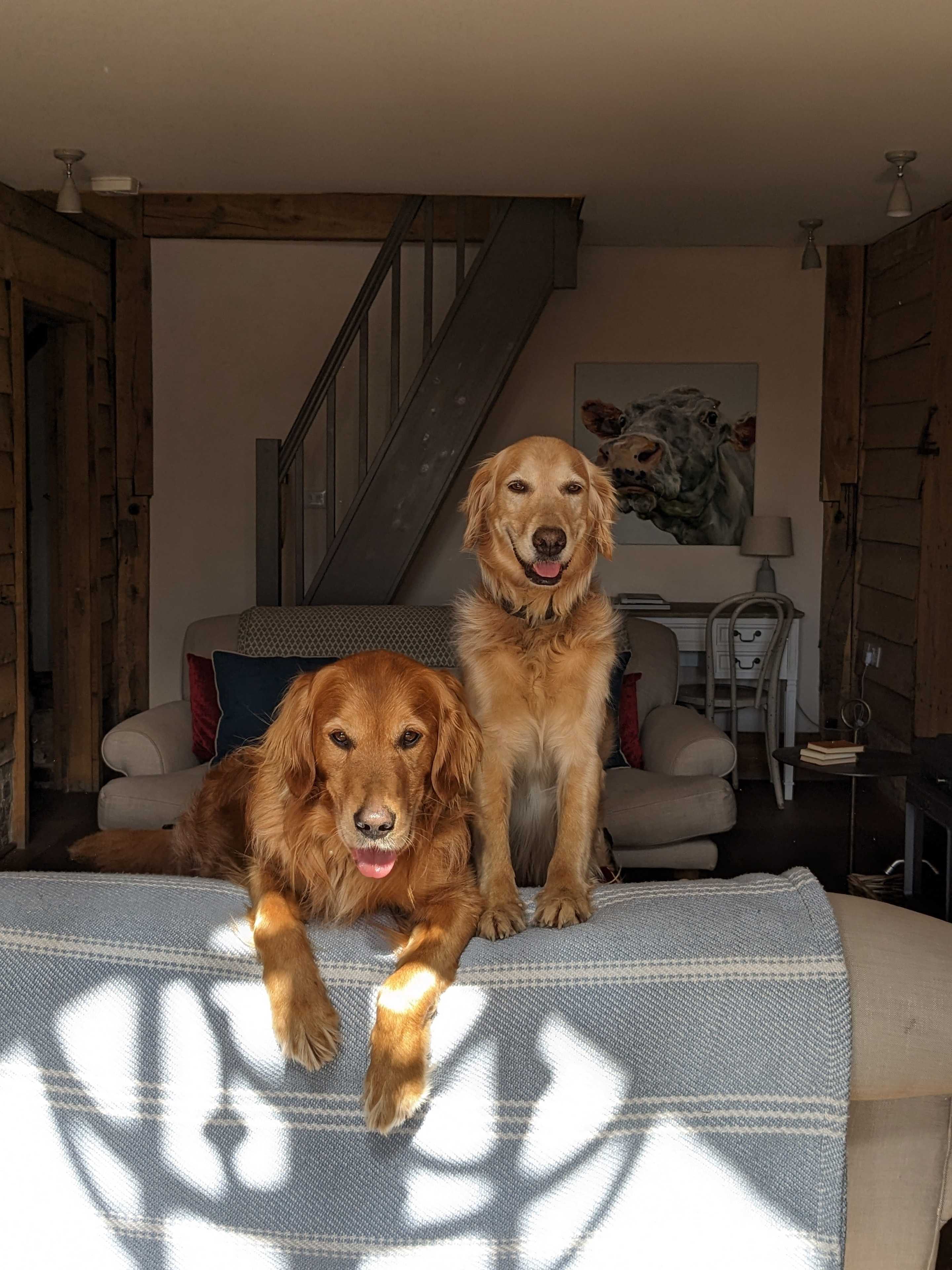 Retreat East Dog Christmas Gift Guide Dogfriendly breaks UK Retreat